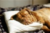 Тернер и Хуч (Turner & Hooch)