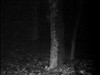 Ведьма из Блэр: Курсовая с того света (The Blair Witch Project), кадр из фильма