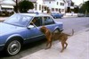 Тернер и Хуч (Turner & Hooch)