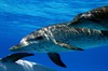 Дельфины и киты 3D (Dolphins and Whales 3D: Tribes of the Ocean)