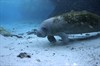 Дельфины и киты 3D (Dolphins and Whales 3D: Tribes of the Ocean)